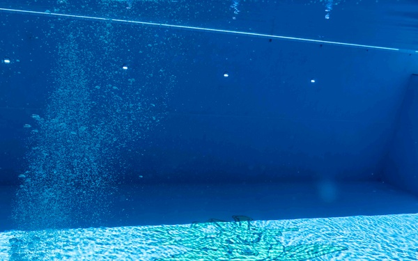 NSWG-11 Dive Qualification