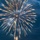 CFAS Hosts Sasebo Fleet Friendship Day