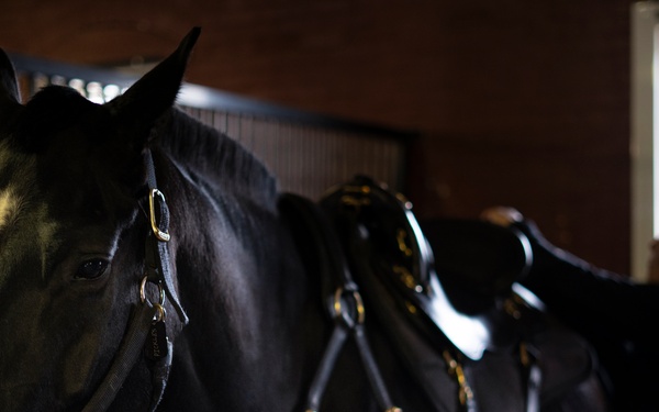 Caisson Returns: Old Guard Resumes Ceremonial Honors at Arlington