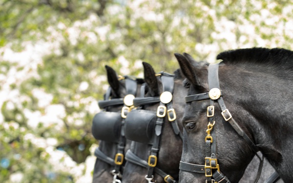 Caisson Returns: Old Guard Resumes Ceremonial Honors at Arlington
