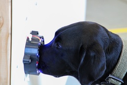 IronDog: Understanding the Science Behind a Canine’s Super Sense of Smell