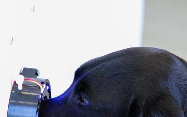 IronDog: Understanding the Science Behind a Canine’s Super Sense of Smell