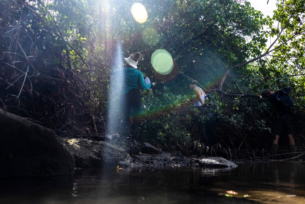 Marina Mangroves: Volunteers remove invasive trees from MCBH