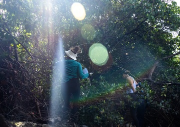 Marina Mangroves: Volunteers remove invasive trees from MCBH
