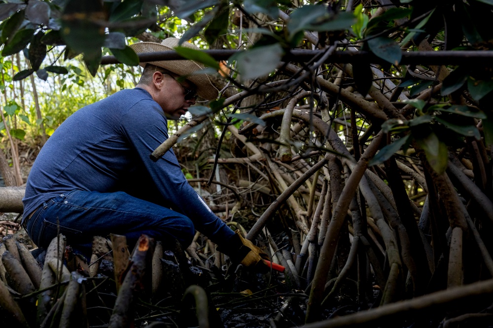 Marina Mangroves: Volunteers remove invasive trees from MCBH