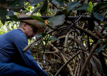 Marina Mangroves: Volunteers remove invasive trees from MCBH