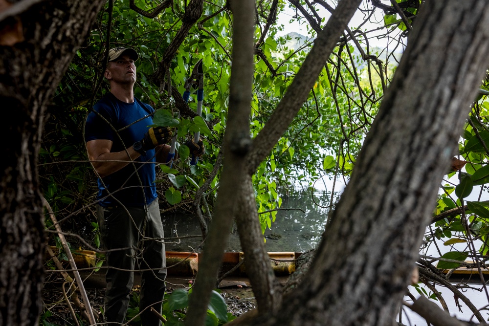 Marina Mangroves: Volunteers remove invasive trees from MCBH