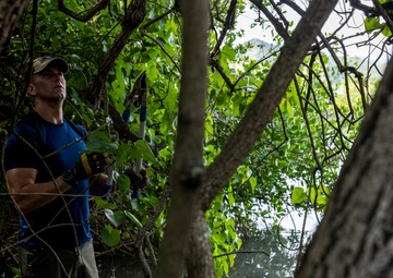 Marina Mangroves: Volunteers remove invasive trees from MCBH