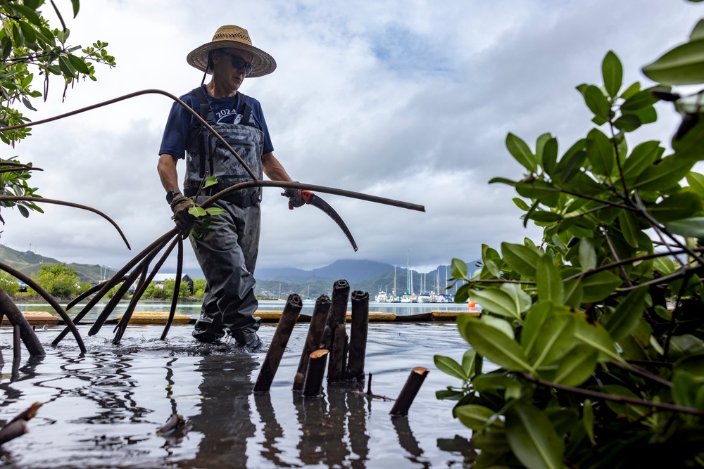 Marina Mangroves: Volunteers remove invasive trees from MCBH