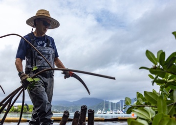 Marina Mangroves: Volunteers remove invasive trees from MCBH