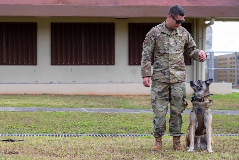 36 SFS trains military working dogs