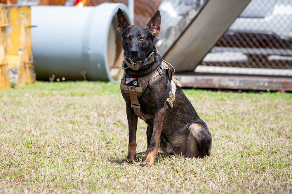 36 SFS trains military working dogs