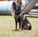 36 SFS trains military working dogs