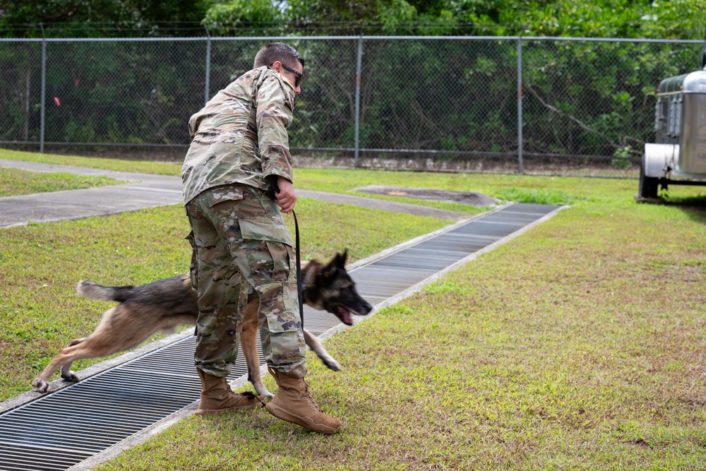 36 SFS trains military working dogs