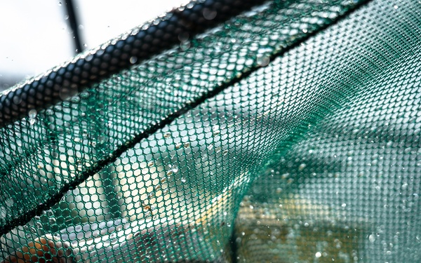 The Evasive Invasive Swamp Eel