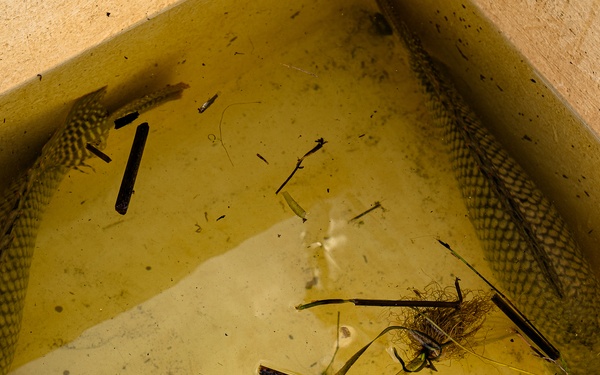 The Evasive Invasive Swamp Eel