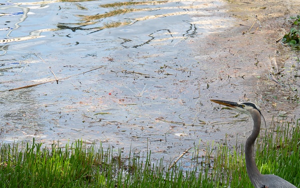 The Evasive Invasive Swamp Eel