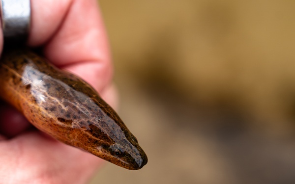 The Evasive Invasive Swamp Eel