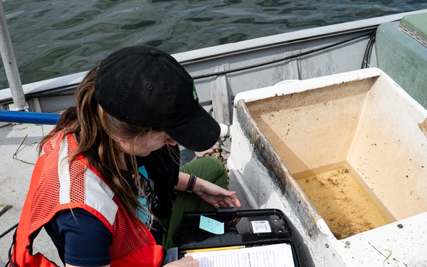 The Evasive Invasive Swamp Eel