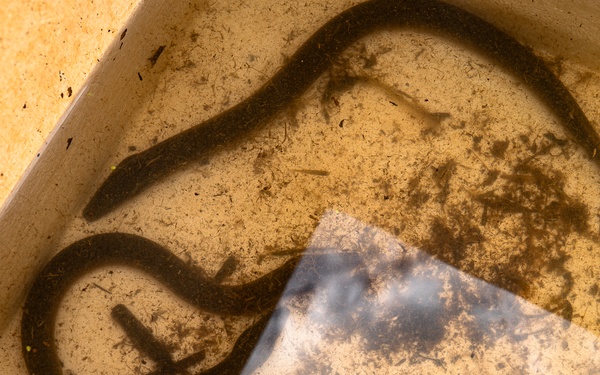 The Evasive Invasive Swamp Eel