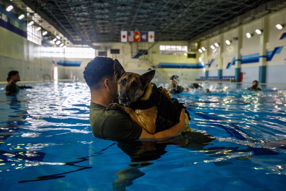 U.S. Marines conduct K9 water aggression and confidence training at MCAS Iwakuni
