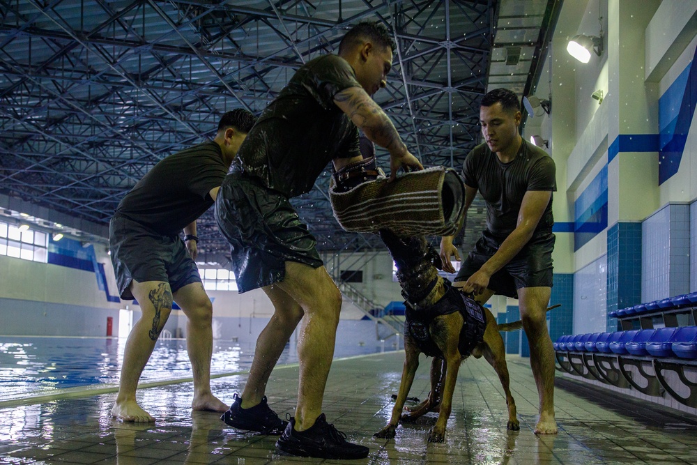 U.S. Marines conduct K9 water aggression and confidence training at MCAS Iwakuni