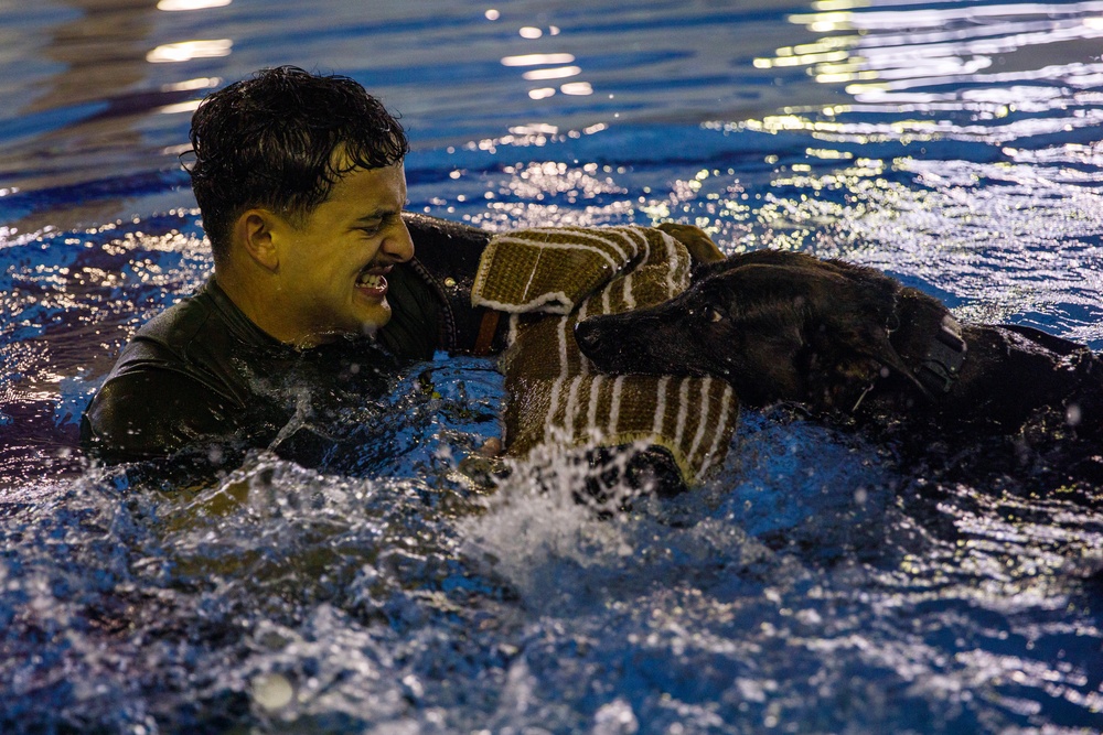 U.S. Marines conduct K9 water aggression and confidence training at MCAS Iwakuni