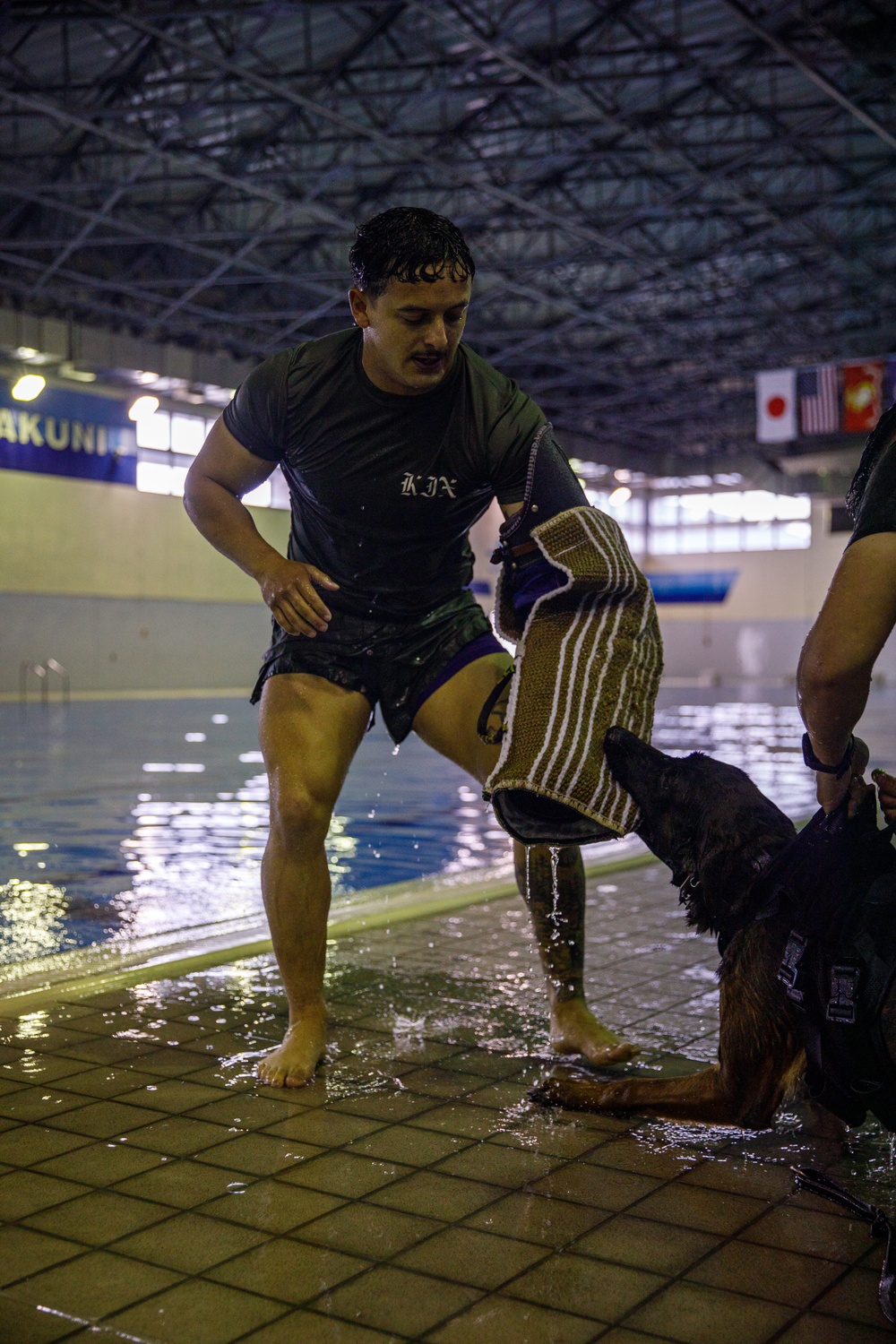 U.S. Marines conduct K9 water aggression and confidence training at MCAS Iwakuni