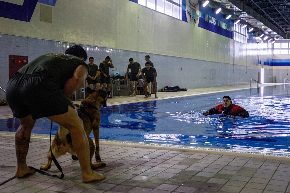 U.S. Marines conduct K9 water aggression and confidence training at MCAS Iwakuni