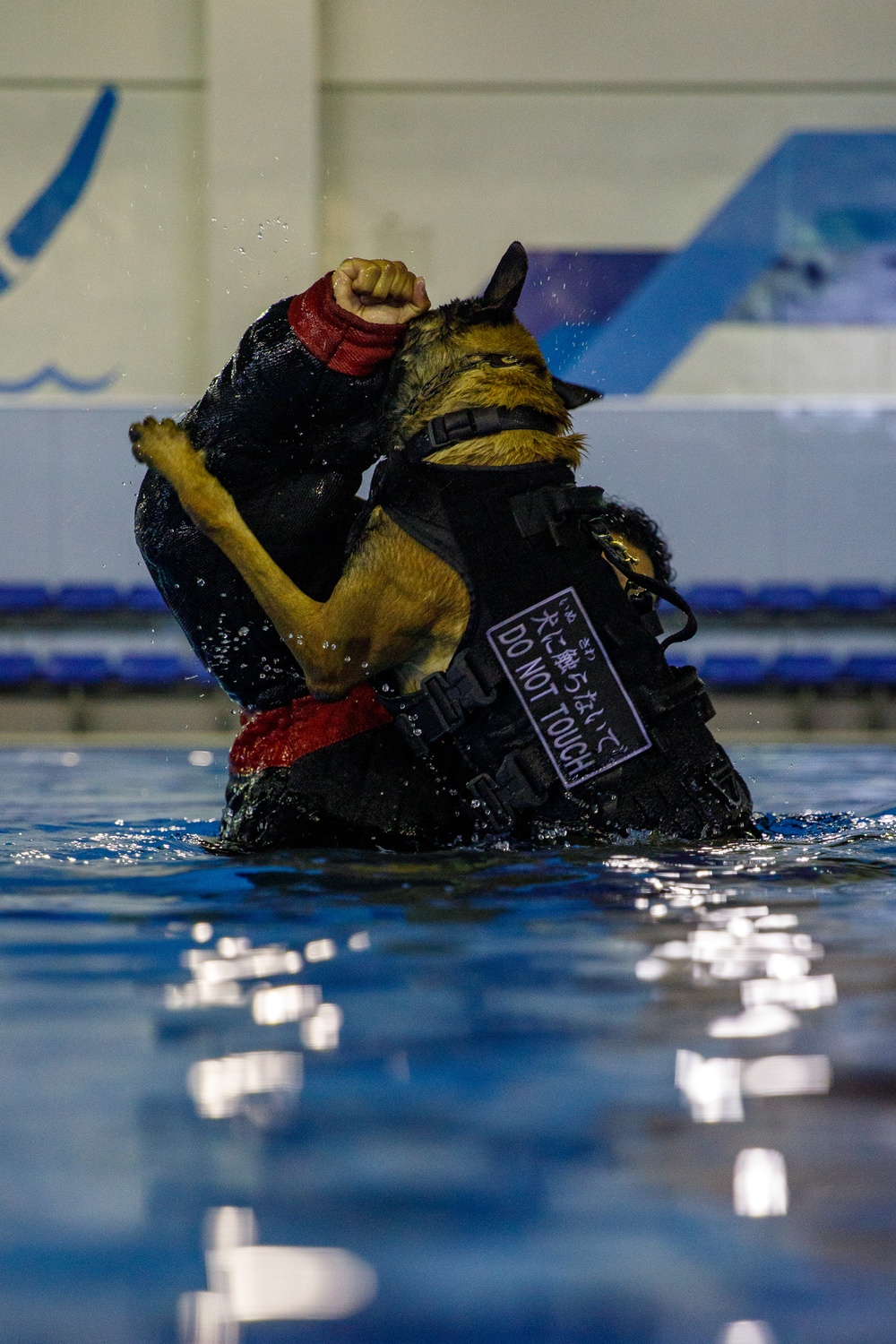 U.S. Marines conduct K9 water aggression and confidence training at MCAS Iwakuni
