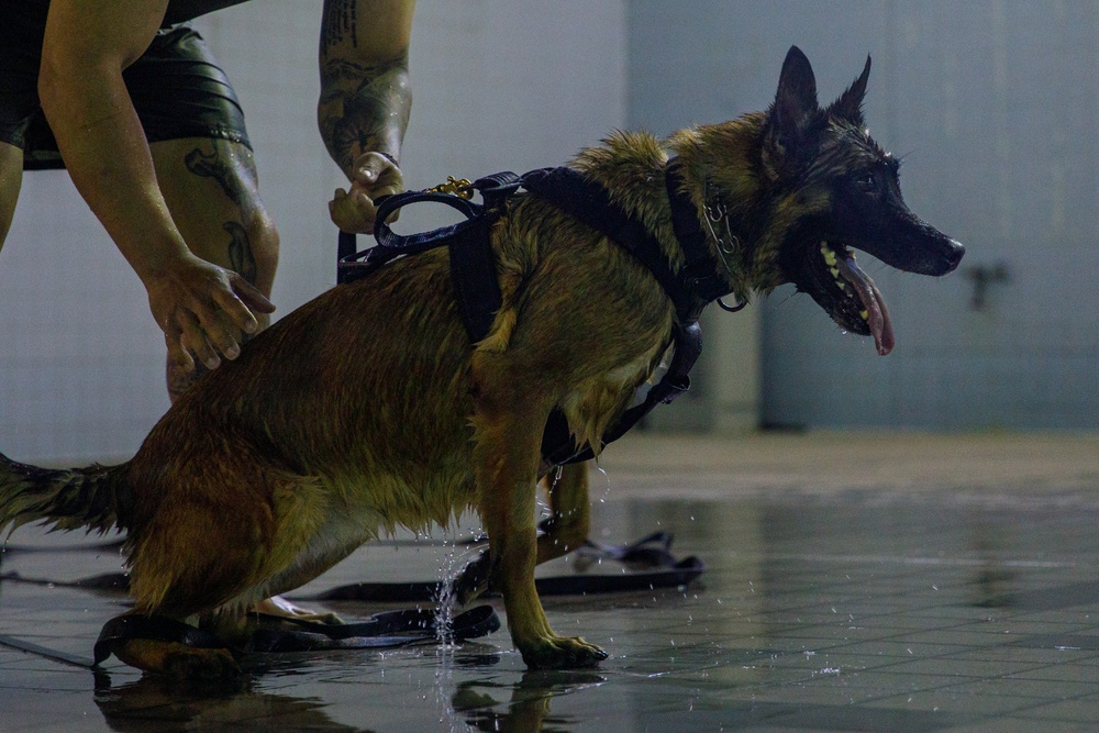 U.S. Marines conduct K9 water aggression and confidence training at MCAS Iwakuni