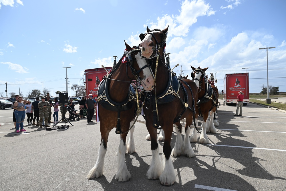 World-famous Budweiser Clydesdales visit The Great Place