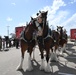 World-famous Budweiser Clydesdales visit The Great Place