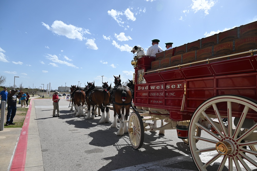 World-famous Budweiser Clydesdales visit The Great Place