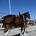 World-famous Budweiser Clydesdales visit The Great Place