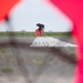 No runway, no problem; Agile Bison 25-1 tests rapid deployment tactics at Chièvres AB