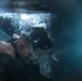 Sink or Swim: U.S. Marines with MWSS-171 swim in preparation for egress training.