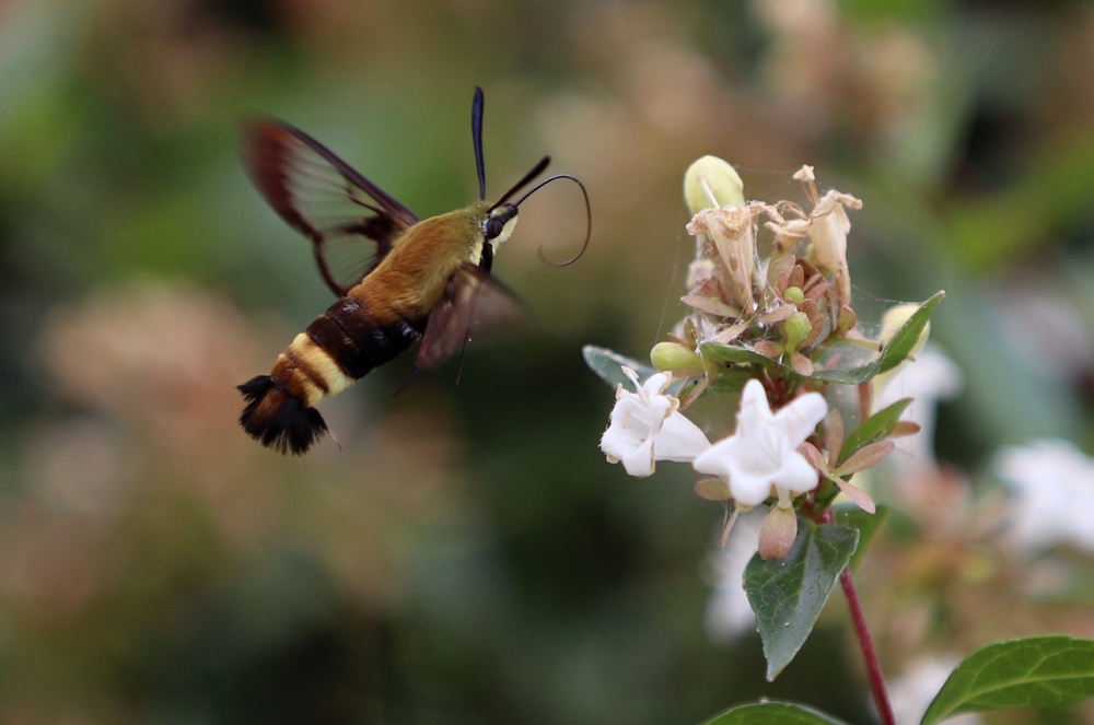 Spinx Moth