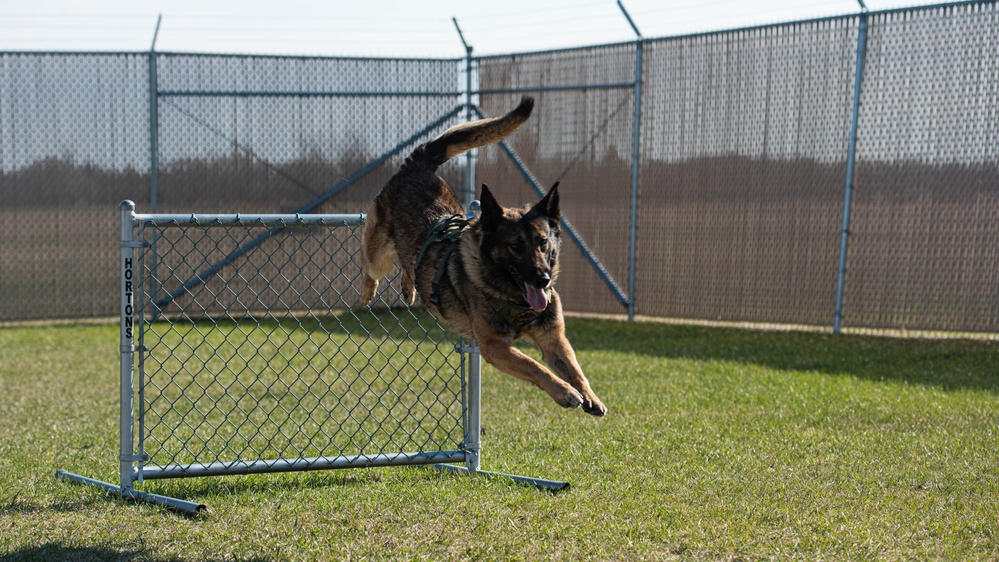 Paws on patrol: 5SFS military working dogs train for mission success