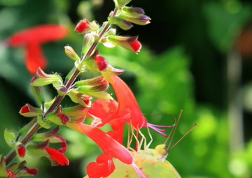 Planting for the future: Fort Sill’s pollinator garden supports nature’s essential workers