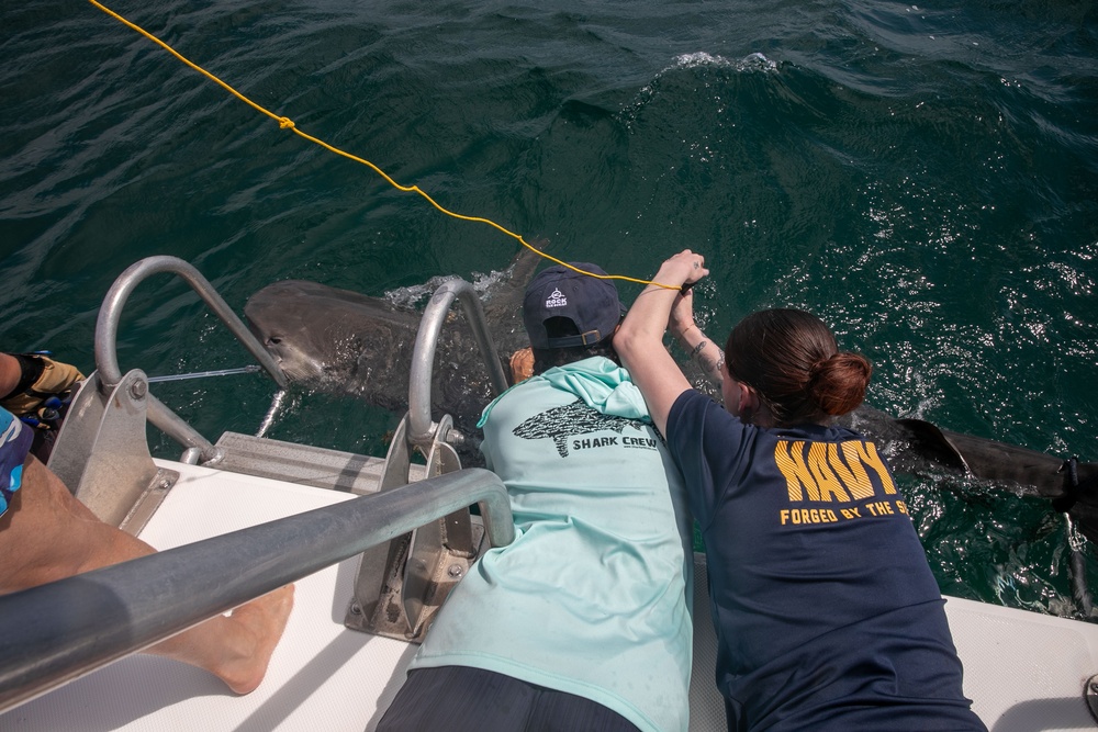 Nova Southeastern University Shark Tagging | FWFL2025