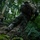 31st MEU | 1st LAR conducts Jungle Familiarization