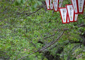 MCAS Iwakuni SMP Kintaikyo Bridge Clean-up