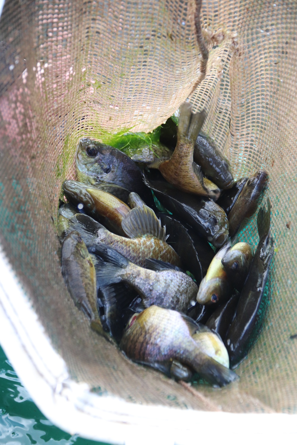 Fort McCoy’s fisheries team completes 2025 fish surveys