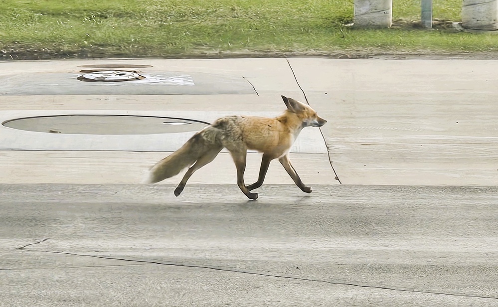 Fort McCoy Fox
