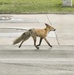 Fort McCoy Fox