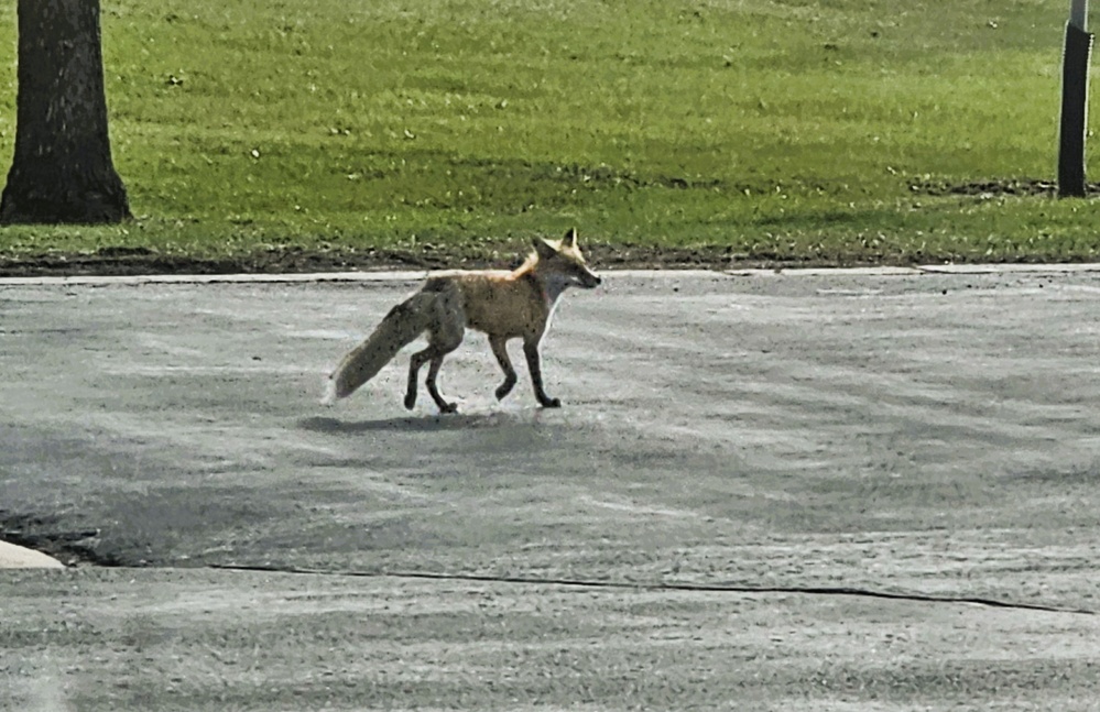 Fort McCoy Fox