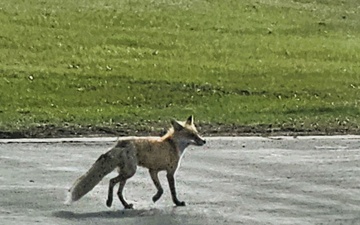 Fort McCoy Fox