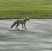 Fort McCoy Fox