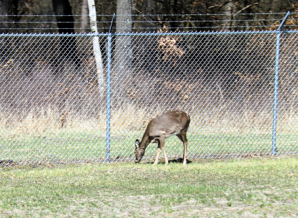Fort McCoy wildlife